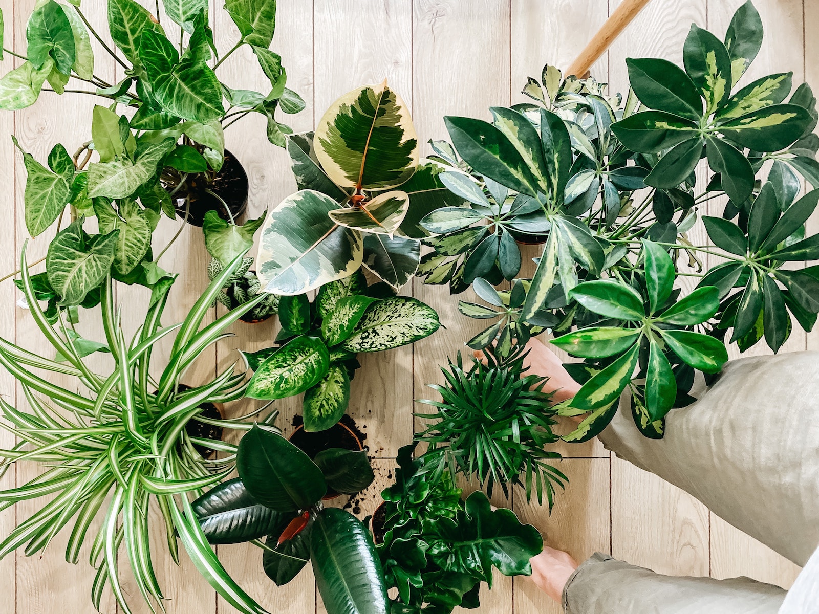 The Spring Houseplant Guide – Knix Canada